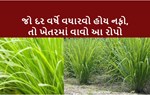 કરો લેમન ગ્રાસનો કારોબાર અને પામો વર્ષે 1.50 લાખ સુધીનો લાભ, આ રહી A TO Z માહિતી