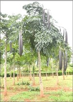 એક અગત્યની ઔષધીય વનસ્પતિ : ટેટુ