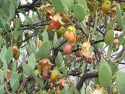 Jojoba Cultivation : ખેડૂતો કરી રહ્યા છે વિદેશી ખેતી, જોજોબાની ખેતી કરીને 150 વર્ષ સુધી મેળવી શકશો નફો