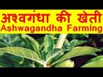 અશ્વગંધા ઔષધિની વૈજ્ઞાનિક પદ્ધતીથી ખેતીથી કરી શકો છો લાખોની કમાણી