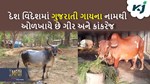 ગ્રામીણ ભારતની ઓળખાણ બની ગીર અને કાંકરેજ ગાય, મળ્યો કરન્સી પર સ્થાન