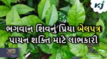 ભગવાન શિવના પ્રિય બેલ પત્રના છે ઘણા ફાયદા, દર રોજ આવી રીતે કરો સેવન