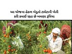 આ યોજના હેઠળ ખેડૂતો ટામેટાની ખેતી કરી કમાઈ રહ્યા છે બમણા રૂપિયા