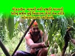 લોકડાઉન’ નામની નવી પ્રજાતિ ધરાવતી કેરીનું સર્જન કર્યું બિહારના મેંગો મેન તરીકે ઓળખાતા આ વ્યક્તિએ.