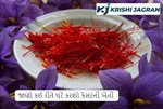 જાણો કઈ રીતે ઘરે કરશો કેસરની ખેતી 
