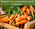 MFOI 2024 ની ખાસ પહેલ, જોઈએ છે ગાજરનું અઢળક ઉત્પાદન તો વાવો આ જાત