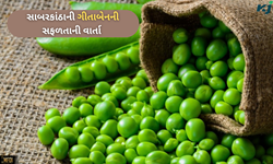 Success Story: સોનાના પાનામાં લખાય એવી છે સાબરકાંઠાની ગીતાબેનની સફળતાની વાર્તા