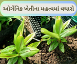 Organic Farming: આવું તો શું થયું જેના કારણે પ્રાકૃતિક ખેતીનું મહત્વ આટલું વધી ગયુ?