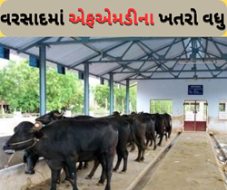 FMD: વરસાદના સીઝનમાં રાખો કાળજી, નહોતર પ્રાણીઓ થઈ જશે એમએફડી રોગનું શિકાર 