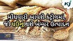 ચાલુ સિઝનમાં ઘઉંનું બમ્પર ઉત્પાદનની સંભાવના, ફુગાવો આવશે કંટ્રોલમાં