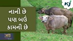 Buffalo breed: ડોલ ભરેલું દૂધ આપે છે ભેંસની આ જાત, ટૂંક સમયમાં આવકમાં કરી નાખશે વધારો