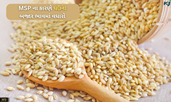 બમ્પર ઉત્પાદન હોવા છતાં ઘઉંના બજાર ભાવમાં નથી થયું ઘટાડો, ગ્રાહકો થયા પરેશાન 