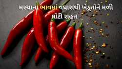 બજાર હસ્તક્ષેપ યોજનાને કારણે લાલ મરચાના ભાવ વધ્યા, ખેડૂતોને મોટી રાહત મળી