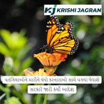 પતંગિયાઓને મારીને ધંધો કરનારાઓ સામે પગલાં લેવાશે, સરકારે જારી કર્યો આદેશ