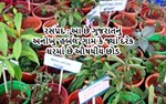 રસપ્રદ : આ છે ગુજરાતનું અનોખું ‘હર્બલ’ ગામ કે જ્યાં દરેક ઘરમાં છે ઔષધીય છોડ