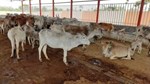 Cow Farming: આ જાતિની ગાયોના ઉછેરથી ખેડૂતો બની શકે છે સમૃદ્ધ