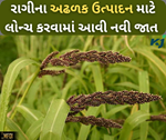 રાગીની નવી સુધારેલી જાત કરવામાં આવી લોન્ચ, ઘરે બેઠા આમ મેળવો બિયારણ