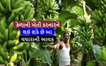 શુ તમે કેળાની ખેતી કરો છો? તો આ લેખ તમારા માટે છે