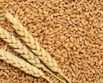  Varieties of Wheat : ઘઉંની આ જાતો રોગના પ્રભાવથી હશે મુક્ત, હેક્ટર દીઠ થશે મબલખ ઉત્પાદન