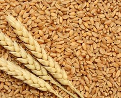  Varieties of Wheat : ઘઉંની આ જાતો રોગના પ્રભાવથી હશે મુક્ત, હેક્ટર દીઠ થશે મબલખ ઉત્પાદન