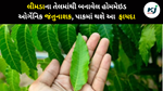  Neem : લીલા લીમડાની બોલ-બાલા