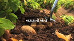 Cultivate Potatoes : બટાટાની ખેતી કરવા ખેડૂતભાઈઓ આ પદ્ધતિ અપનાવે,