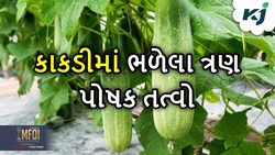 Cucumber Farming: કાકડીના પાક માટે ખૂબ જ મહત્વના છે આ ત્રણ પોષક તત્વ, ખેતી કરતા પહેલા જાણી લો 