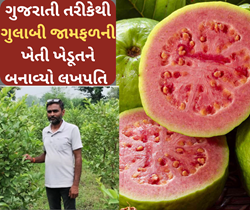 ગુજરાતના ખેડૂતો પાસેથી શીખ્યો પ્રાકૃતિક ખેતી, આજે ગુલાબી જામફળની ખેતી કરીને મેળવી રહ્યા છે લાખોની આવક 