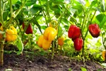 Capsicum Farming: ઓર્ગેનિક રીતે કરો કેપ્સીકમની ફાર્મિંગ, બજારમાં છે મોટા ભાગે માંગણી