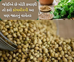 ઔષધીય ગુણોથી ભરપૂર ધાણાની આ ત્રણ જાત આપશે વધુ ઉપજ સાથે મોટી કમાણી 