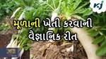 Radish Farming: વૈજ્ઞાનિકોથી જાણો મૂળાના વાવેતરથી લઈને લણણી સુધી કેવી રીતે રાખવી જોઈએ કાળજી