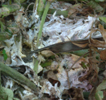 મગફળીનાં પાકને બગાડ કરતાં સફેદ ધૈણને રોકવાનાં ઊપાયો