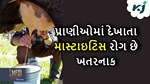 Dairy Management: પશુઓ માટે ખતરનાક છે માસ્ટાઈટિસ રોગ, આ બાબતોની રાખો કાળજી
