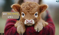 ફક્ત માદા ગાયોને જન્મ આપશે ‘ગૌસોર્ટ’ મશીન, ગુજરાતથી મળ્યા 2 લાખ ડોઝનું ઓર્ડર 