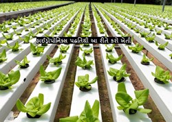 હાઈડ્રોપોનિક્સ કૃષિ શું છે હાઇડ્રોપોનિક્સ ખેતી કેવી રીતે કરવી અને હાઇડ્રોપોનીક્સ ખેતીની ખાસિયતો શુ છે ?