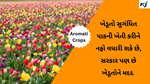 Aromati Crops : ખેડૂતો સુગંધિત પાકની ખેતી કરીને નફો વધારી શકે છે, સરકાર પણ છે ખેડૂતોને મદદ  