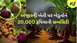 અંજીરની ખેતી માટે સબસિડીની ઘોષણા : રાજ્ય સરકાર અંજીરની ખેતી પર ખેડુતોને 20,000 રૂપિયાની સબસિડી પ્રદાન કરી રહી છે.