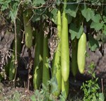 Bottle Gourd : દૂધીના પાકમાં થતા આ રોગ વિશેષ જાણો અને યોગ્ય આયોજનથી બિમારીને દૂર કરી વધારે ઉપજ મેળવો