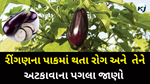  Brinjal : રીંગણના ઉત્પાદનમાં અવરોધરૂપ આ રોગોની ઓળખ કરી તેને અટકાવવાના પગલાંને જાણો