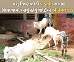 શિયાળામાં આવું હોવું જોઈએ પ્રાણીઓનું શેડ, નવેમ્બરથી ફેબ્રુઆરી સુધી રાખવી પડશે વધુ કાળજી
