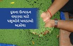 દૂધના ઉત્પાદન વધારવા માટે પશુઓને ખવડાઓ અઝોલા 