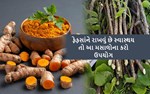 ફેફસાંને રાખવું છે સ્વાસ્થય તો આ મસાલોના કરો ઉપયોગ