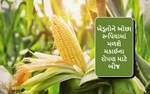  ખેડૂતોને ઓછા રૂપિયામાં મળશે મકાઈના રોપણ માટે બીજ 