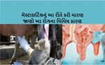 મૅસ્ટાઇટિસ માહિતી : જાણો પશુપાલક મિત્રોના આ છુપા દુશ્મન વિશે વધુ વિગતવાર