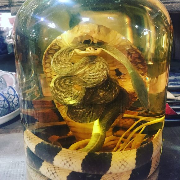 સ્નેક વાઈન