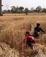 આ વર્ષે 1 કરોડ ટનથી વધુ ઘઉંની નિકાસ કરશે ભારત, ખેડૂતોને થશે બમ્પર આવક