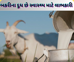 Goat Milk Benefits: બકરીના દૂધમાં ભળેલા છે અવનવા ગુણધર્મો, તેનું સેવન છે લાભકારી 