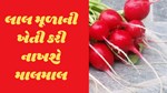 લાલ મૂળાની ખેતી કરો અને થઈ જાવ માલામાલ, જાણો કેવી રીતે કરાય છે લાલ મૂળાની ખેતી; ઝડપથી વાંચી લો આ ન્યૂઝ