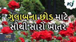 જોઈએ છે ગુલાબનું વધુ ઉત્પાદન તો આ ખાતરનું કરો ઉપયોગ 