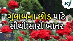 જોઈએ છે ગુલાબનું વધુ ઉત્પાદન તો આ ખાતરનું કરો ઉપયોગ